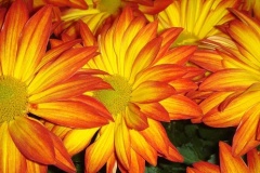 flower_0108