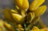 flower_0110