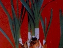 flower_0111
