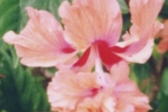 flower_0112