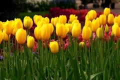 flower_0113