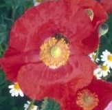 flower_0114