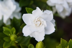 flower_0115