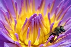 flower_0116