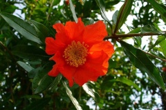 flower_0117