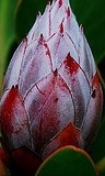 flower_0118