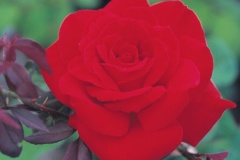 flower_0119