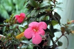 flower_0120