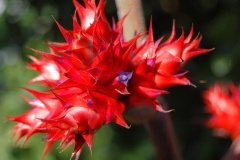 flower_0121