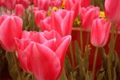 flower_0122