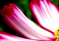 flower_0123