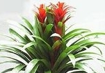 flower_0124
