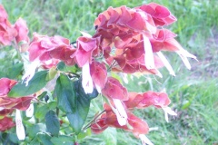 flower_0125