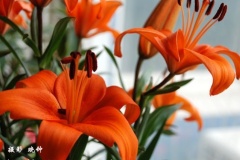 flower_0126