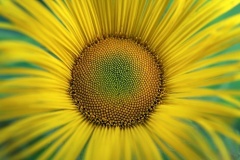 flower_0127