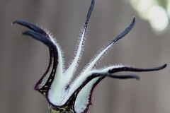 flower_0128
