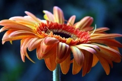 flower_0129