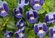 flower_0130