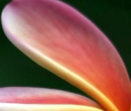 flower_0131