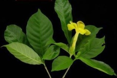 flower_0132