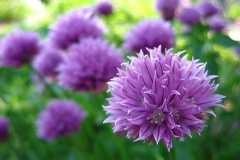 flower_0133