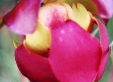 flower_0135