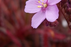 flower_0136