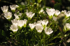 flower_0137