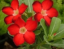 flower_0138