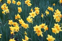 flower_0139