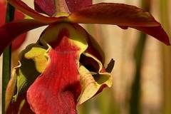 flower_0140