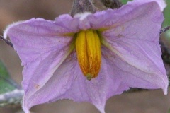 flower_0141