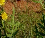 flower_0142