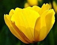 flower_0143