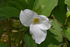 flower_0144