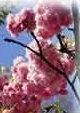 flower_0145