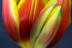 flower_0146
