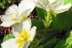 flower_0147