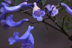 flower_0148