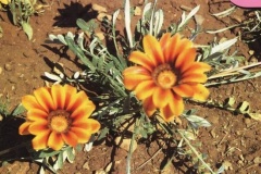 flower_0149