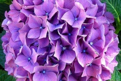 flower_0150