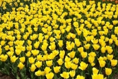 flower_0151