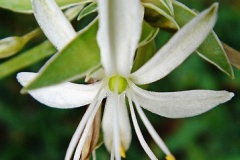 flower_0152