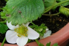 flower_0153