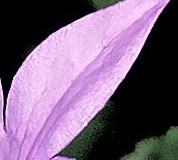flower_0154