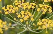 flower_0155
