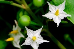 flower_0156