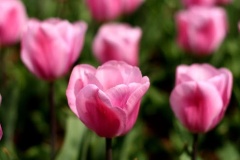 flower_0157