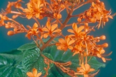flower_0158