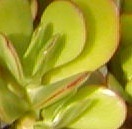 flower_0160